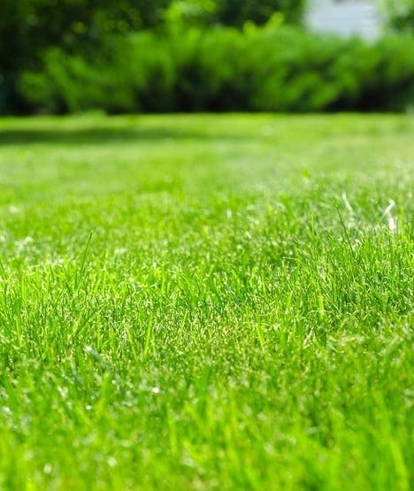 Czym jest aeracja trawnika i dlaczego się ją wykonuje?