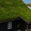 Czy dach zielony jest bezobsługowy?